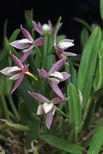 Carica l'immagine nel visualizzatore Galleria, Epidendrum garcianum (ex. Encyclia garciana)