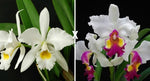 Carica l&#39;immagine nel visualizzatore Galleria, Cattleya gaskelliana var. alba x Hardyana var. semi alba
