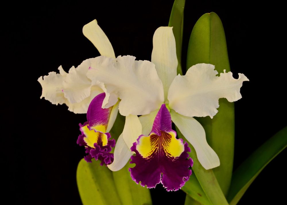 Cattleya gaskelliana var. alba x Hardyana var. semi alba