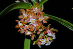 Carica l&#39;immagine nel visualizzatore Galleria, Gastrochilus acutifolius
