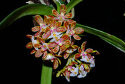 Gastrochilus acutifolius