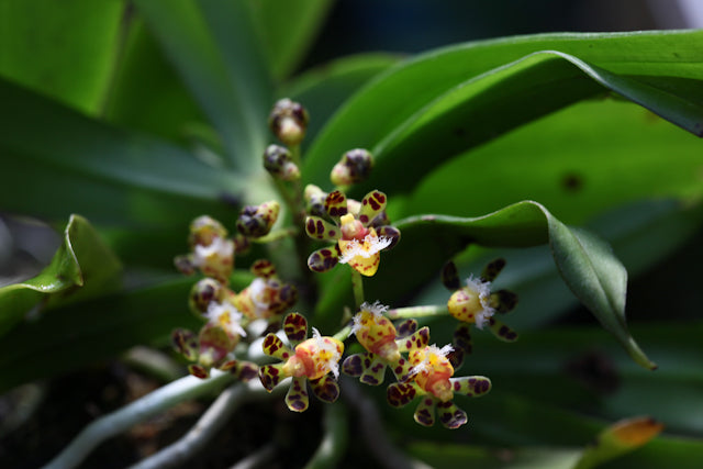 Gastrochilus calceolaris