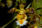 Carica l'immagine nel visualizzatore Galleria, Gastrochilus calceolaris