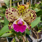 Carica l&#39;immagine nel visualizzatore Galleria, Rhyncholaeliocattleya Durigan &#39;Gemini&#39; - Br Orquidea

