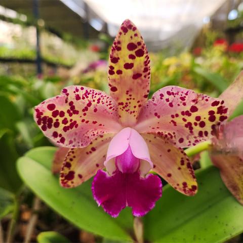 Rhyncholaeliocattleya Durigan 'Gemini' - Br Orquidea