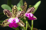 Carica l&#39;immagine nel visualizzatore Galleria, Cattleya Green Emerald &#39;Queve&#39; AM/AOS
