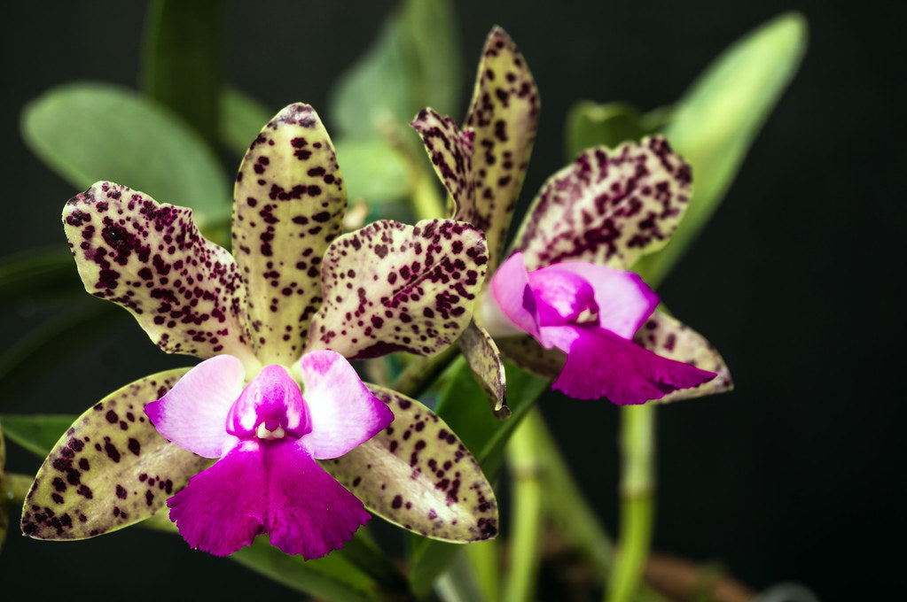Cattleya Green Emerald 'Queve' AM/AOS