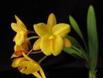 Carica l'immagine nel visualizzatore Galleria, Guaritonia Why Not 'Yellow Kitty' (Gur. aurantiaca × Bro. sanguinea)