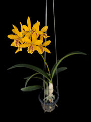 Guaricyclia Kyoguchi 'p' (Gur. aurantiaca × Enc. incumbens)