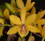 Carica l'immagine nel visualizzatore Galleria, Guaricyclia Kyoguchi 'p' (Gur. aurantiaca × Enc. incumbens)