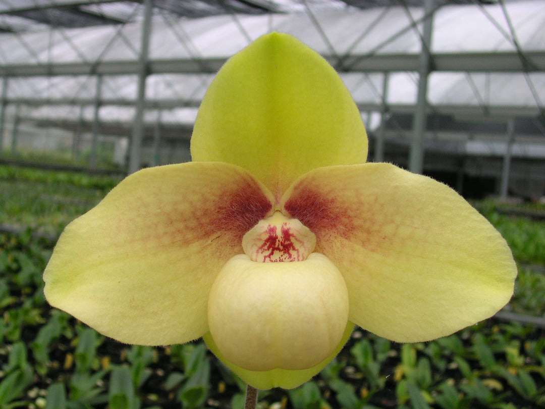 Paphiopedilum hangianum