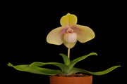 Paphiopedilum hangianum
