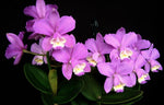Carica l'immagine nel visualizzatore Galleria, Cattleya harrisoniana