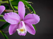 Cattleya harrisoniana