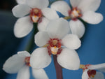 Carica l'immagine nel visualizzatore Galleria, Sarcochilus hartmannii