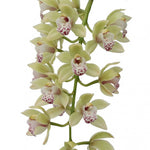 Carica l'immagine nel visualizzatore Galleria, Cymbidium Cascade 'Harwin'