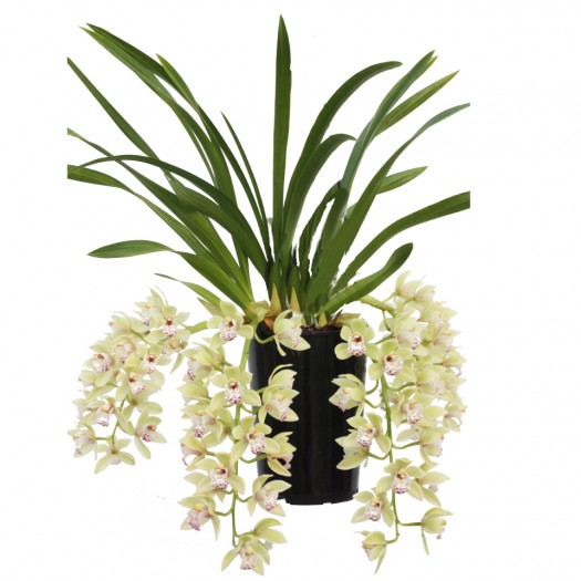 Cymbidium Cascade 'Harwin'