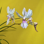 Carica l&#39;immagine nel visualizzatore Galleria, Holcoglossum Buxheim (lingulatum x kimballianum)
