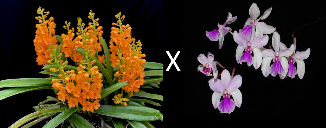 Holcoglossum amesianum x Ascocentrum garayi