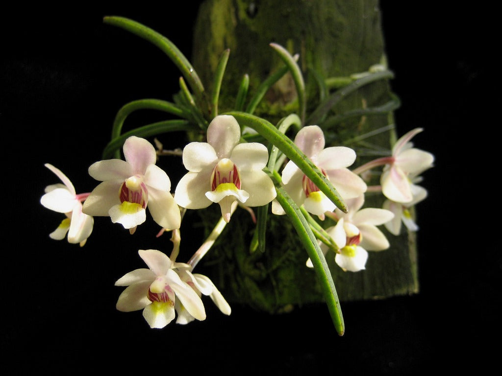 Holcoglossum flavescens