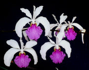 Holcoglossum kimballianum