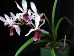Carica l'immagine nel visualizzatore Galleria, Holcoglossum wangi x Rhynchostylis gigantea
