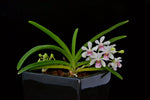 Carica l'immagine nel visualizzatore Galleria, Holcostylis M S Sunlight (Holc. flavescens × Rhy. gigantea)