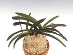 Carica l'immagine nel visualizzatore Galleria, Neofinetia falcata 'Hōouden' 鳳凰殿