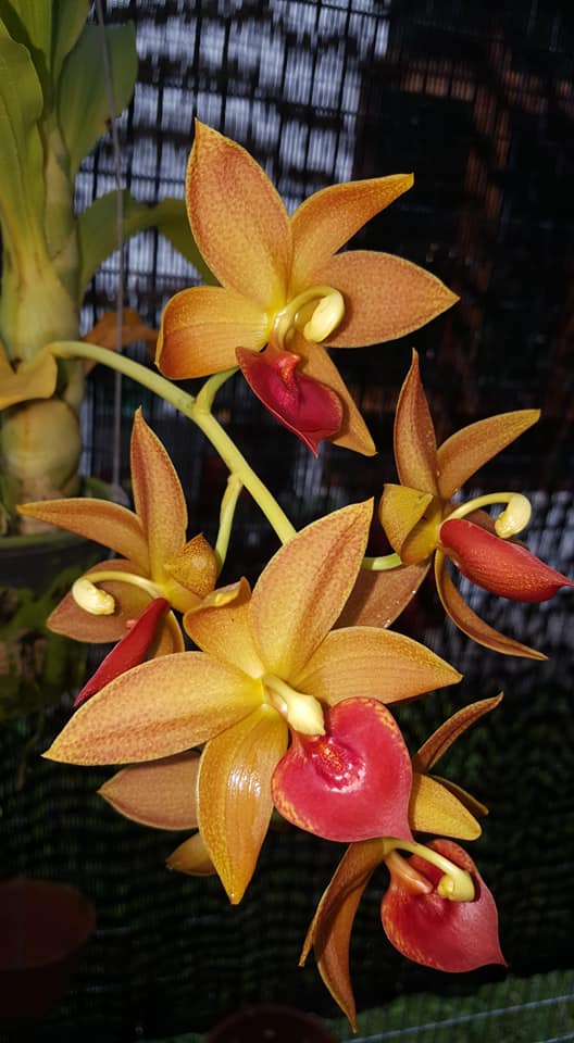 Cycnodes Jumbo Mickey