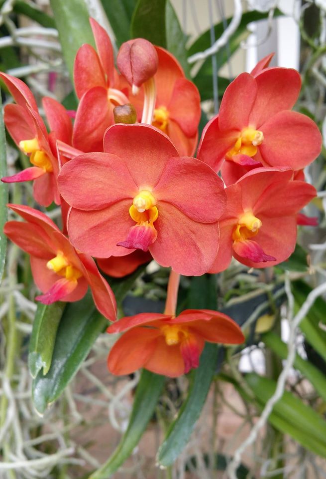 Vanda Fuchs Ruby