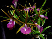 Bc. Star Ruby 'Xanadu' (B. nodosa × C. Batalinii)