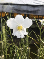 Load image into Gallery viewer, Papilionanthe Poepoe 'Diana' (Papilionanthe teres x Papilionanthe Cooperi)