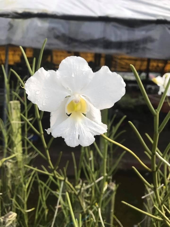 Papilionanthe Poepoe 'Diana' (Papilionanthe teres x Papilionanthe Cooperi)