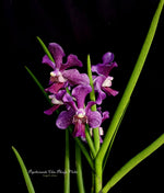Carica l'immagine nel visualizzatore Galleria, Papilionanda Chao Praya Violet