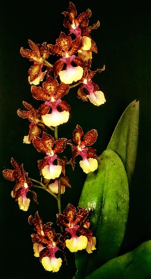 Trichocentrum Josephine (Trichocentrum Haematochilum × Trichocentrum lanceanum)