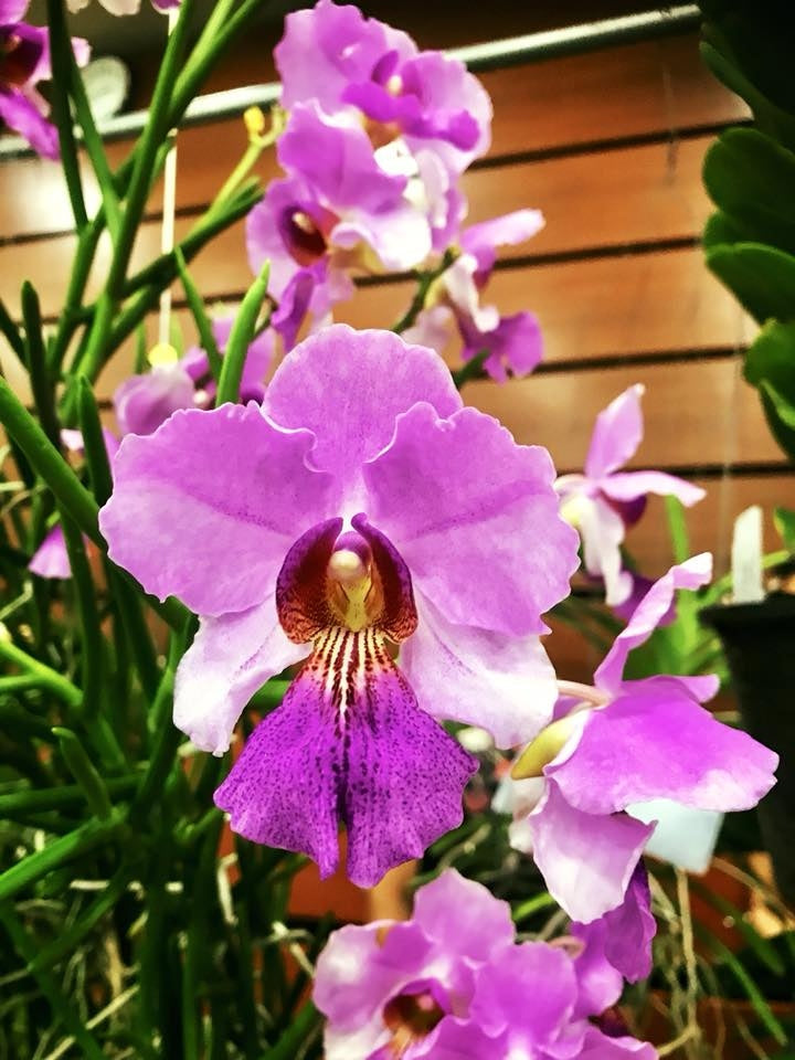 Papilionanthe Poepoe (Papilionanthe teres x Papilionanthe Cooperi)