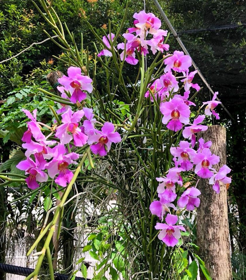 Papilionanthe Poepoe (Papilionanthe teres x Papilionanthe Cooperi)