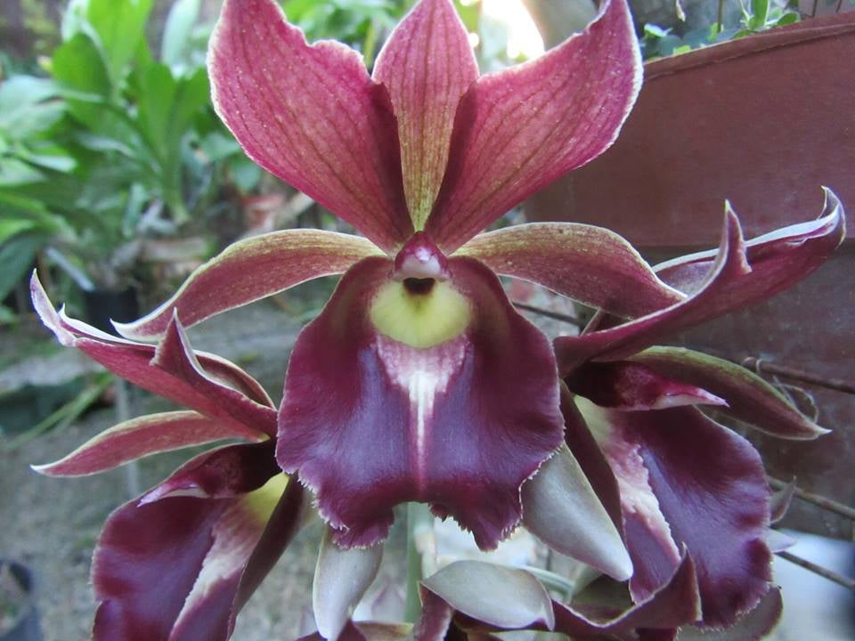 Clowesetum Mark Margolis