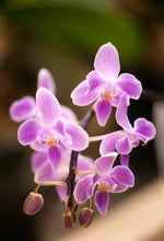 Carica l'immagine nel visualizzatore Galleria, Phalaenopsis Silbergrube (Phal. celebensis x Phal. equestris f. peloric)