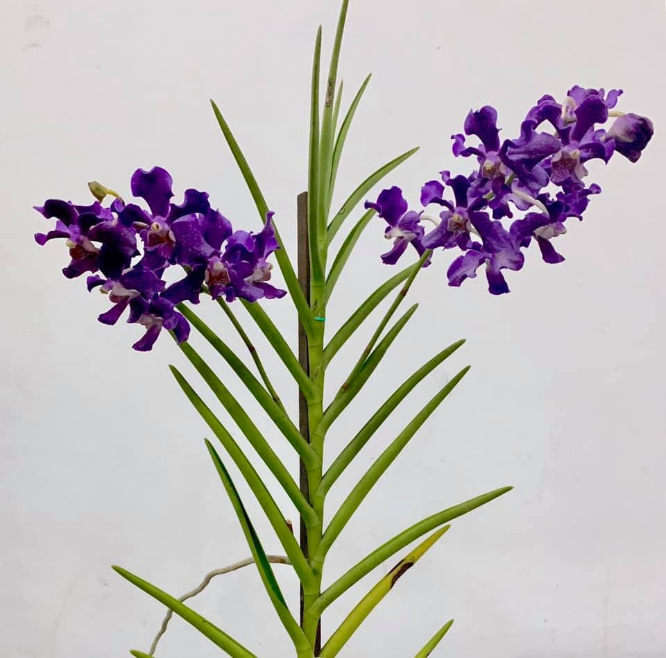Papilionanda Chao Praya Violet