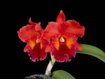 Carica l'immagine nel visualizzatore Galleria, Rlc. Nakornchaisri Red 'Red Papaya'