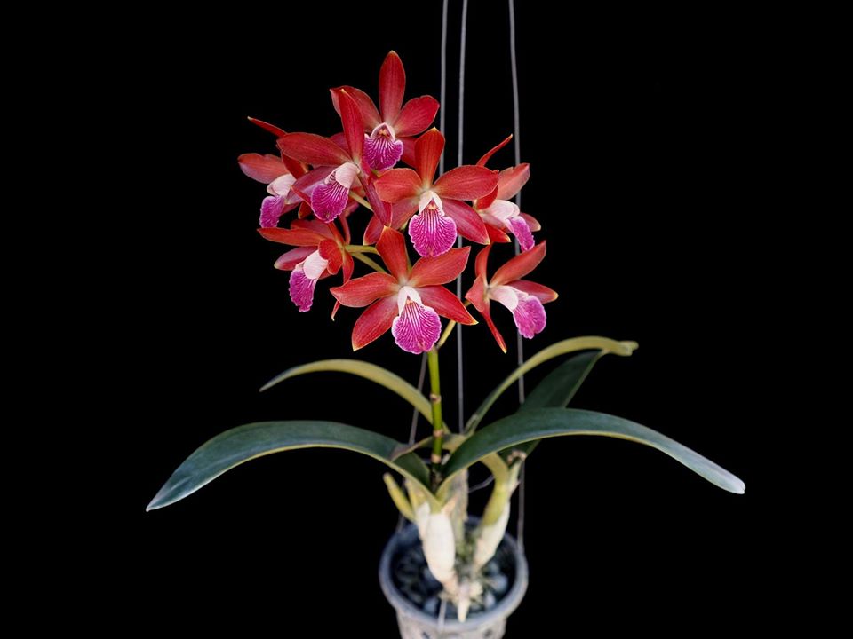 Enanthleya Jairak Kyogu (Guaricyclia Kyoguchi x Cattleya Thospol Spot)