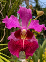 Carica l'immagine nel visualizzatore Galleria, Papilionanda Ruby Prince