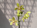 Carica l'immagine nel visualizzatore Galleria, Phalaenopsis Patrizia Cassol (Phalaenopsis natmataungensis x Phalaenopsis cochlearis)