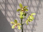 Phalaenopsis Patrizia Cassol (Phalaenopsis natmataungensis x Phalaenopsis cochlearis)
