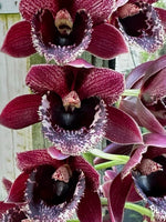 Carica l'immagine nel visualizzatore Galleria, Fredclarkeara Gemstones (Mo. Painted Desert x Ctsm. Orchidglade)