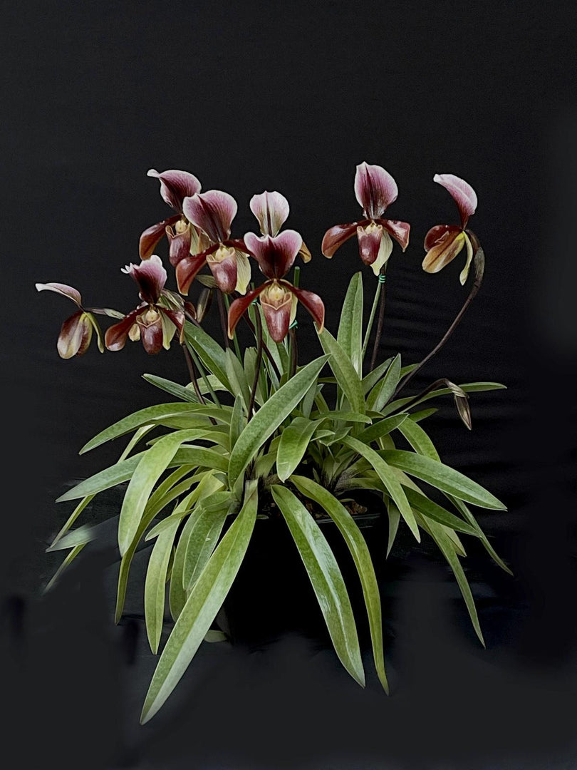 Paphiopedilum Bingleyense (Paphiopedilum charlesworthii x Paphiopedilum barbatum)