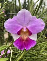 Carica l'immagine nel visualizzatore Galleria, Papilionanthe Poepoe (Papilionanthe teres x Papilionanthe Cooperi)