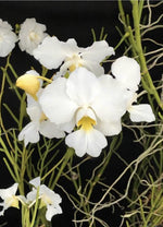 Load image into Gallery viewer, Papilionanthe Poepoe 'Diana' (Papilionanthe teres x Papilionanthe Cooperi)
