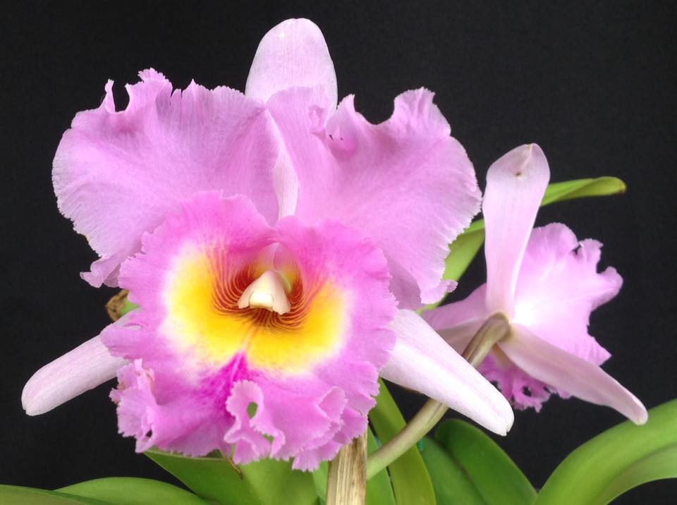 Blc. Mahina Yahiro 'Mishima' AM/AOS